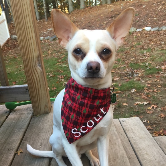 Dog Bandana - Personalized Name - Small - Picture 1 of 1